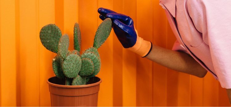 Best Gloves for Handling Cactus
