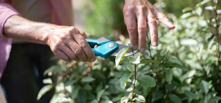 Best Pruning Shears for Arthritic Hands