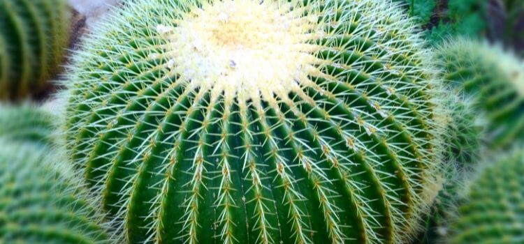 How Long Does It Take For Cactus Needles To Dissolve