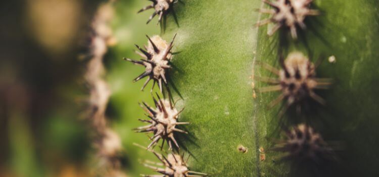 How Long Does It Take for Cactus Needles to Dissolve?