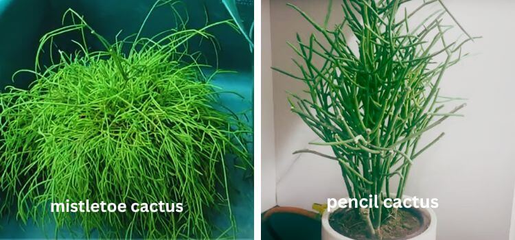 Mistletoe Cactus vs Pencil Cactus