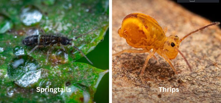 Springtails vs Thrips