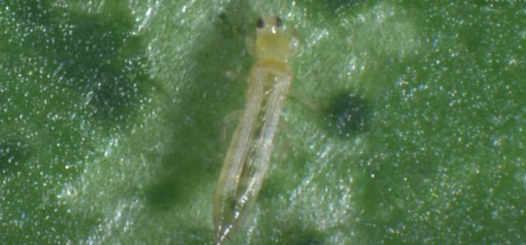 Springtails vs Thrips