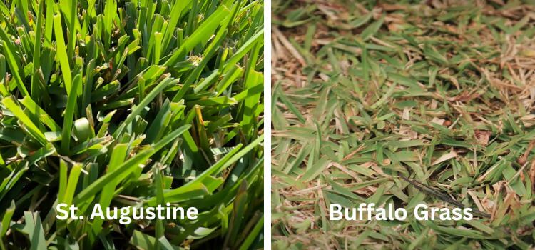 Buffalo Grass vs. St. Augustine