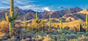 How To Tell How Old a Saguaro Cactus Is? (5 Ways) - Farm City State