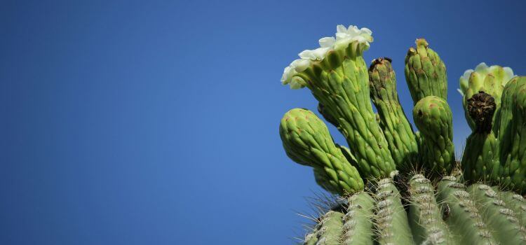 How To Tell How Old a Saguaro Cactus Is 