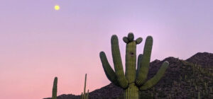 How To Tell How Old a Saguaro Cactus Is? (5 Ways) - Farm City State