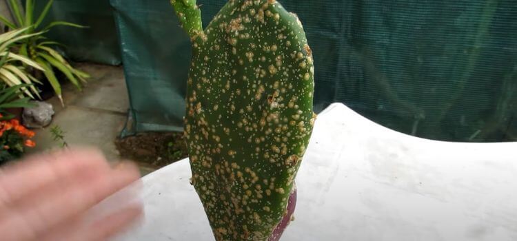 How to Get Rid of Scale Insects on Cactus