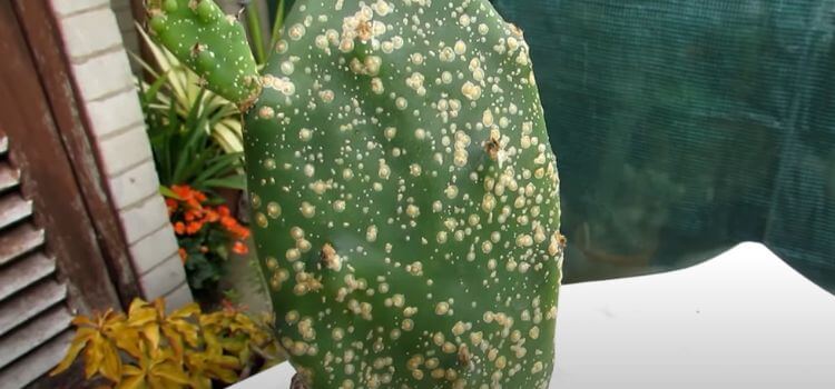 How to Get Rid of Scale Insects on Cactus