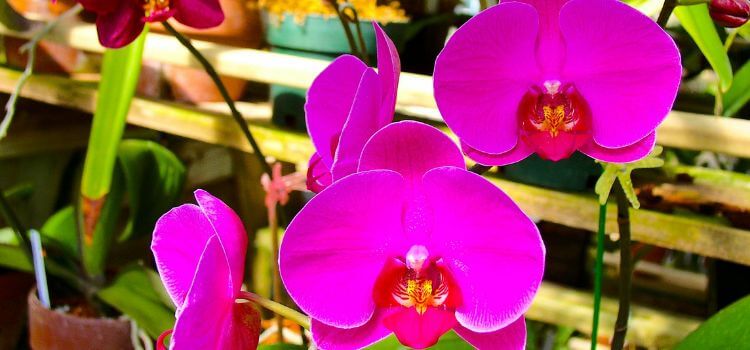 How to Grow Orchids Without Soil