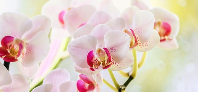 How to Grow Orchids Without Soil 