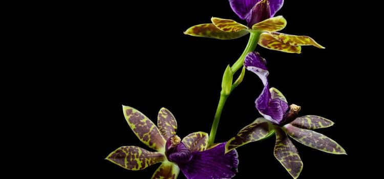 How to Grow Orchids Without Soil