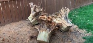 How to Remove Arborvitae Stumps (7 Easy Steps) - Farm City State: Your ...