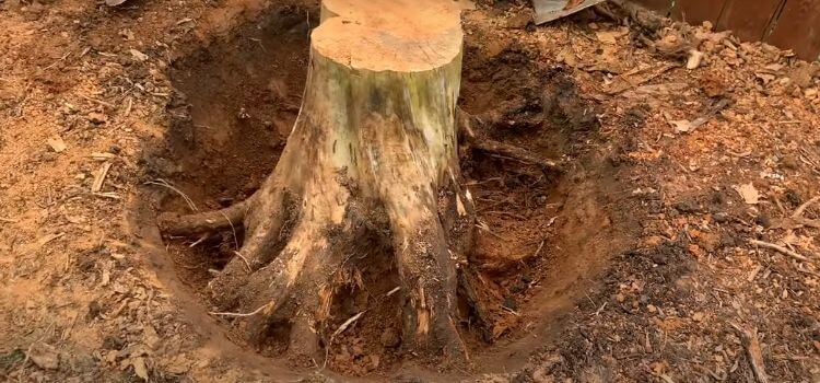 How to Remove Arborvitae Stumps