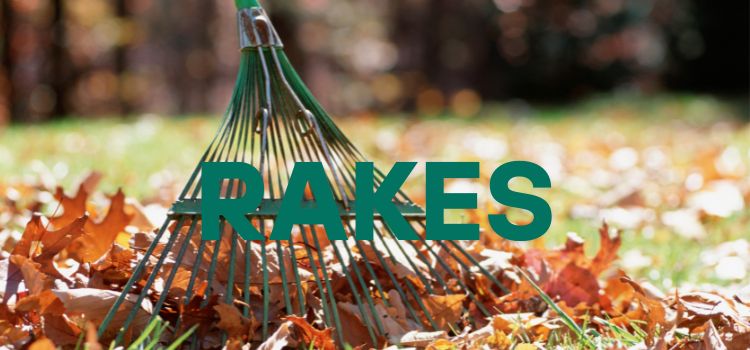 Best Rakes for Acorns