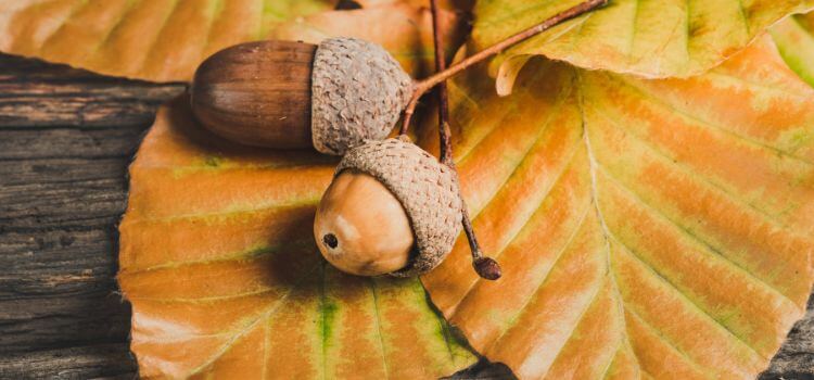 What's the Best Way to Pick Up Fallen Acorns in My Yard
