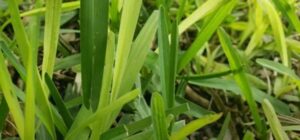 Yellow St Augustine Grass