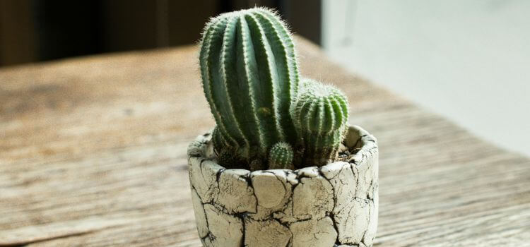 Do All Cactus Grow Arms 