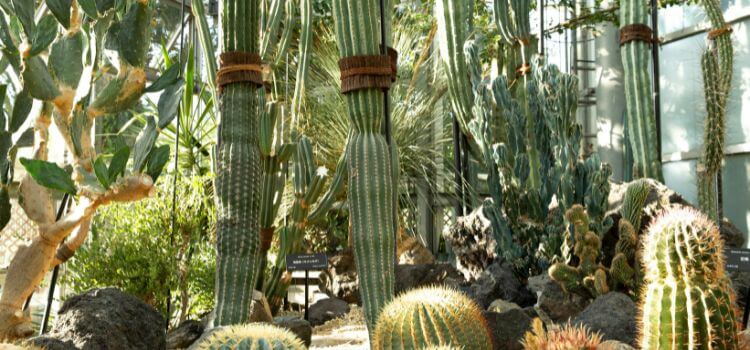 Do All Cactus Grow Arms