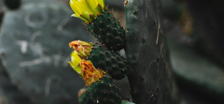 Do All Cactus Grow Arms 