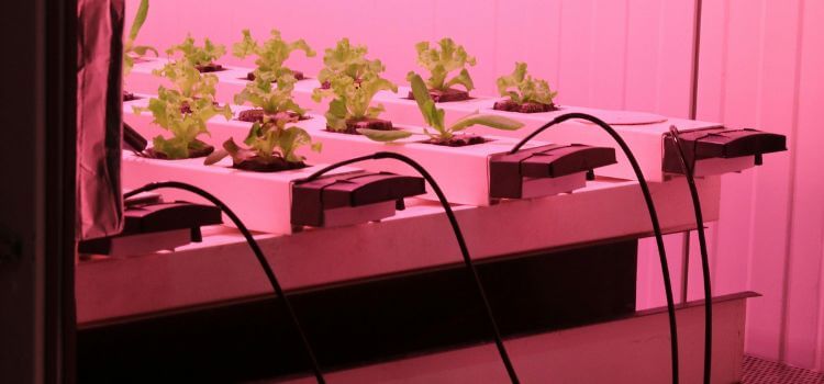 How to Prevent Root Rot in Hydroponics 