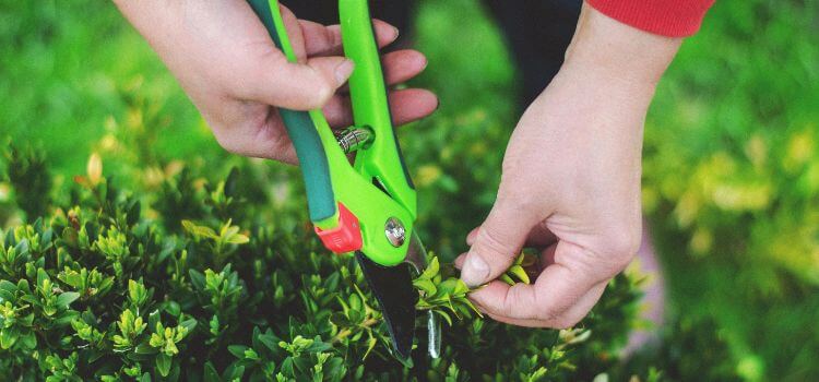 How to Sharpen Pruning Shears