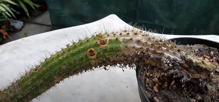 How to Tell If a Cactus Is Dead