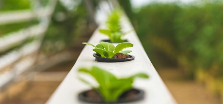 What Plants are Good for Hydroponics 