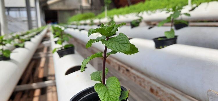 What Plants are Good for Hydroponics