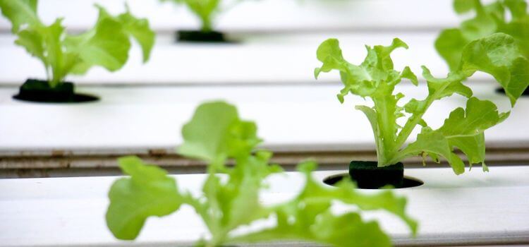 What Plants are Good for Hydroponics