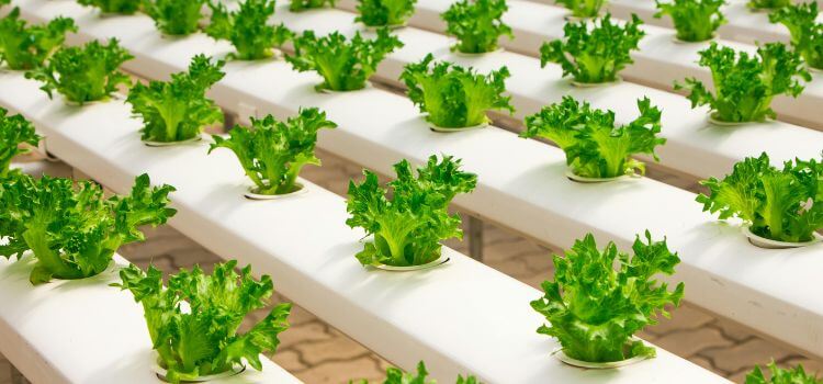 Best Plants For Hydroponics Can Grow At Home
