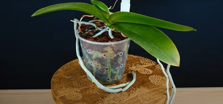 Can An Orchid Live With Only Air Roots