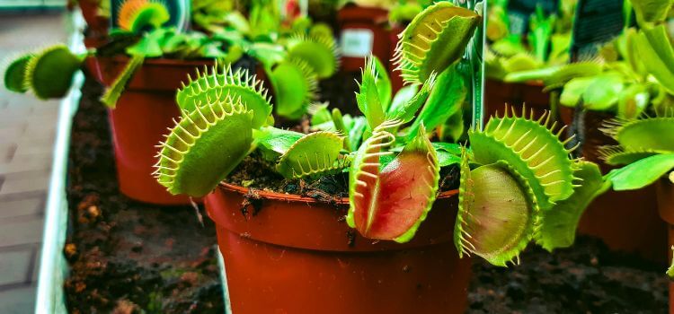 Can I Use Cactus Soil For Venus Fly Trap 
