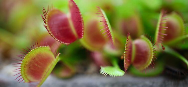 Can I Use Cactus Soil For Venus Fly Trap