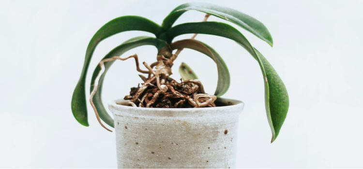 Can You Use Orchid Fertilizer On Other Plants