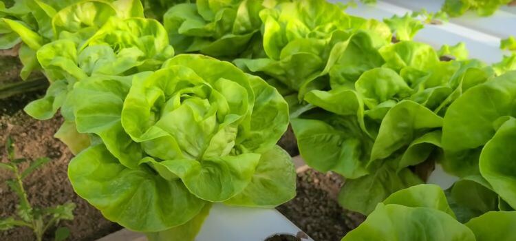 How Often to Add Nutrients to Hydroponics