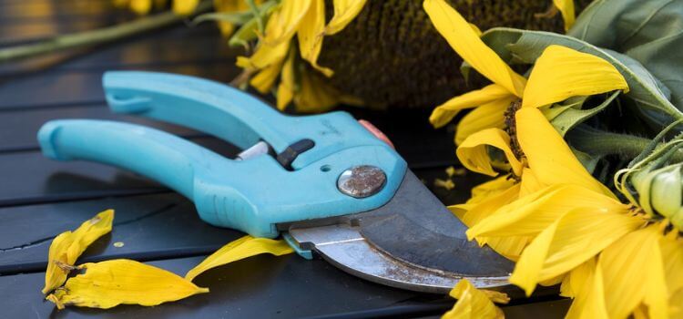 How to Clean Pruning Shears