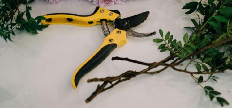 How to Clean Pruning Shears