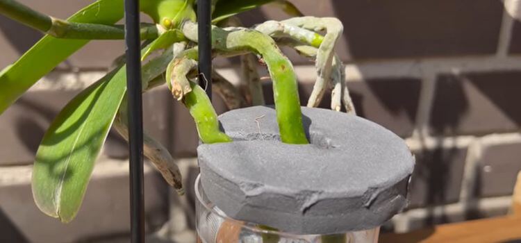 Grow Orchids in Water