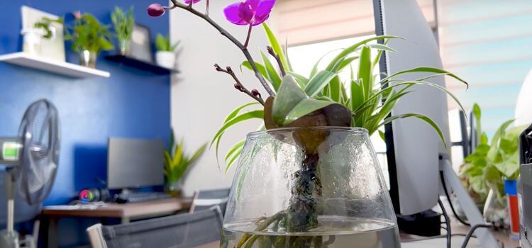 How to Grow Orchids in Water