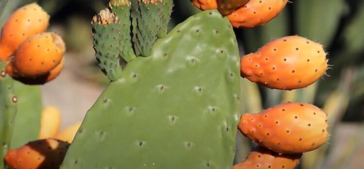What Cactus Is Not Edible