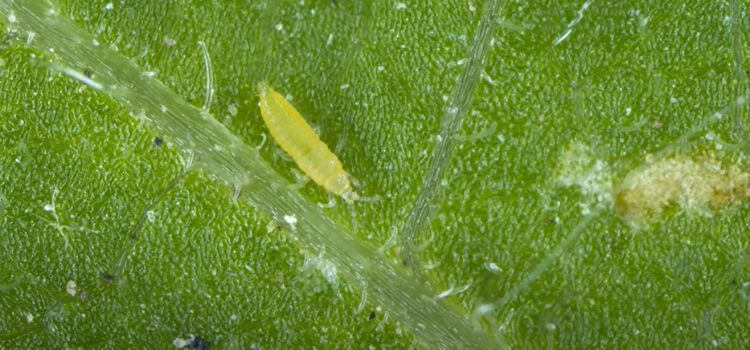 Can Thrips Live Without Plants