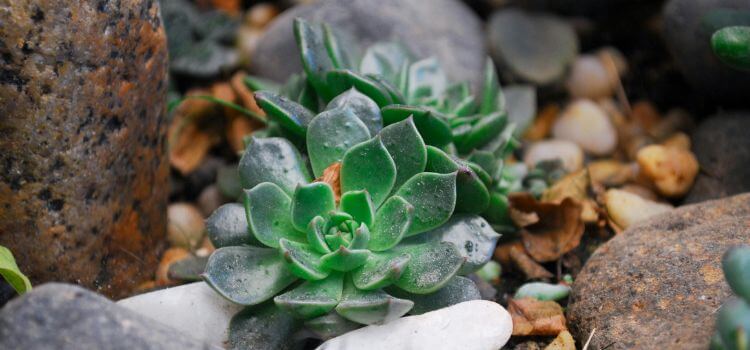 Can You Plant Succulents in Rocks