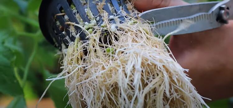 Can You Trim Roots in Hydroponics