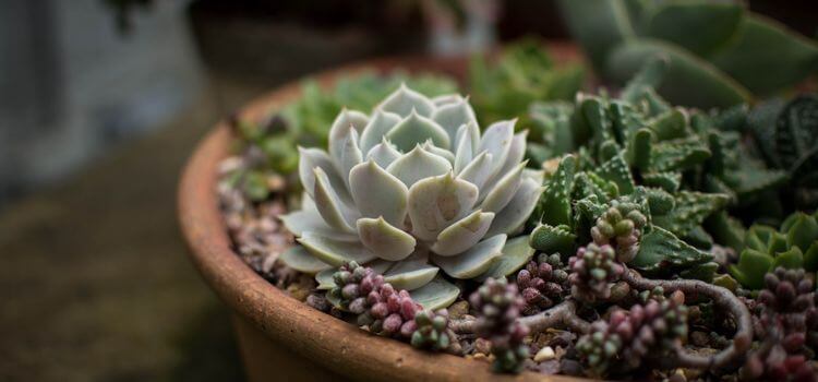 Can You Use Orchid Fertilizer on Succulents