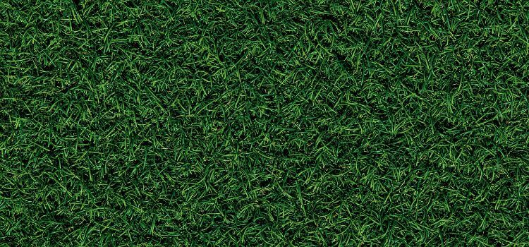 Different Types of Grass for Lawns 