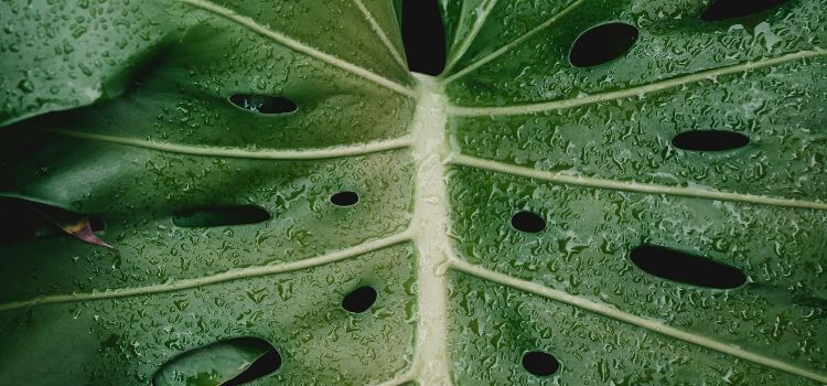 How To Care For The Monstera Siltepecana 