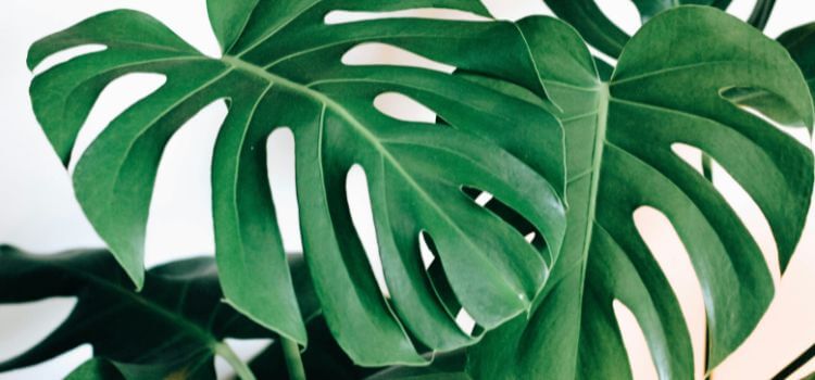 How To Care For The Monstera Siltepecana