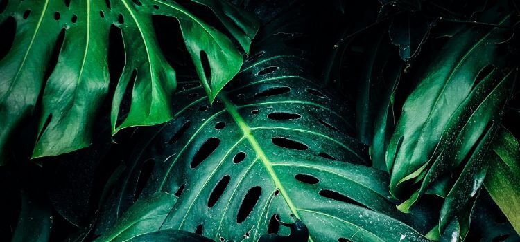 How To Clean Monstera Leaves