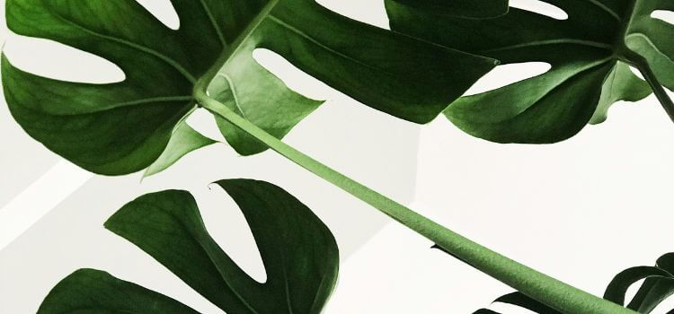 How To Clean Monstera Leaves